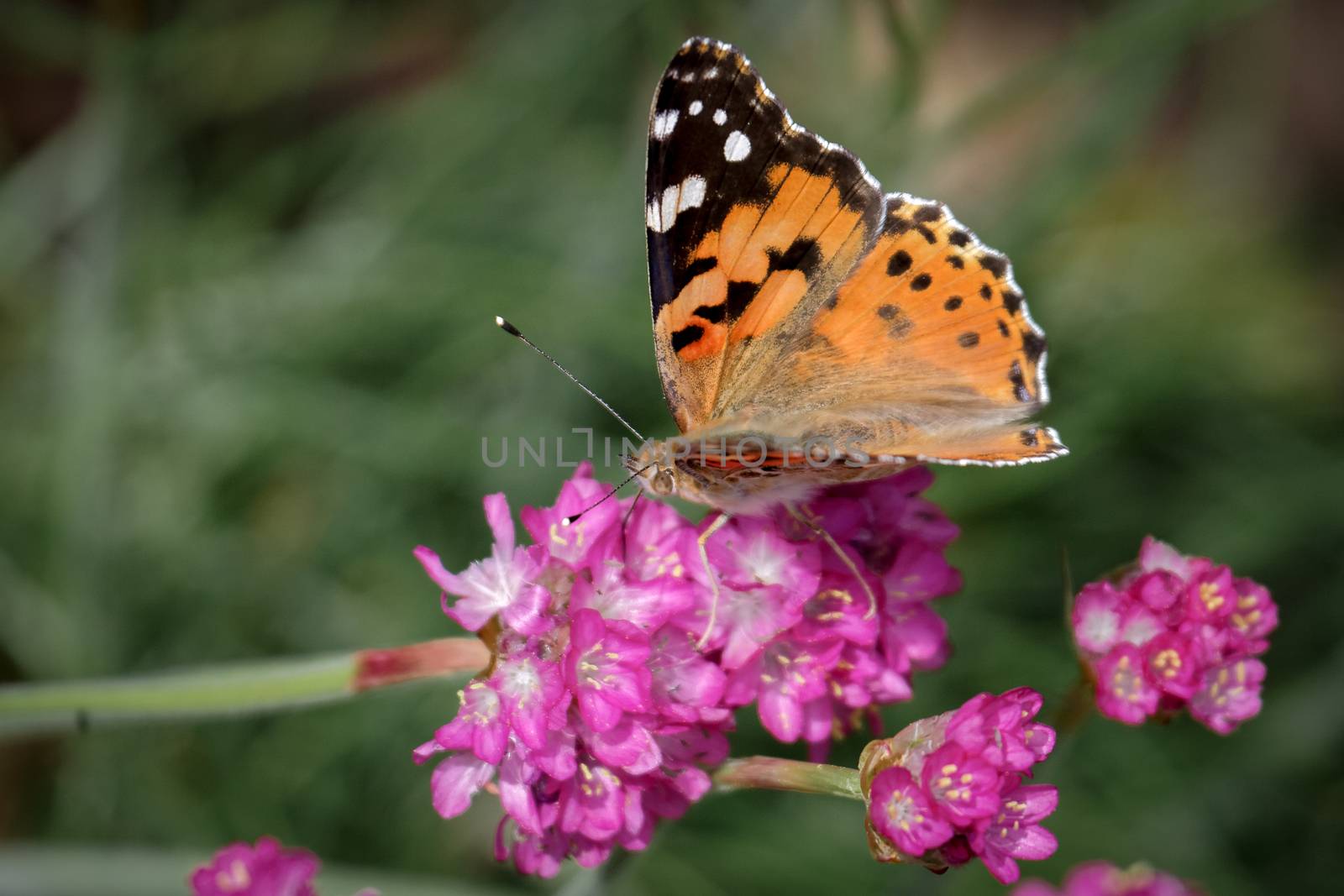 Close-up of a Painted Lady (Vanessa cardui) butterfly