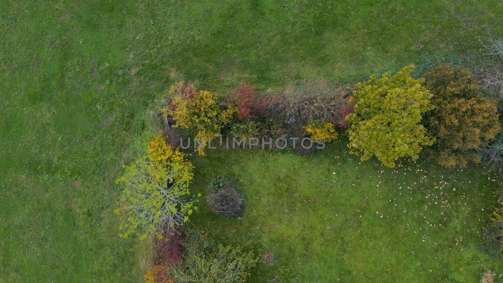 Top down aerial view of garden fence overgrown with bushes and trees, autumn foliage, green meadow, nobody, home gardening, colorful foliage