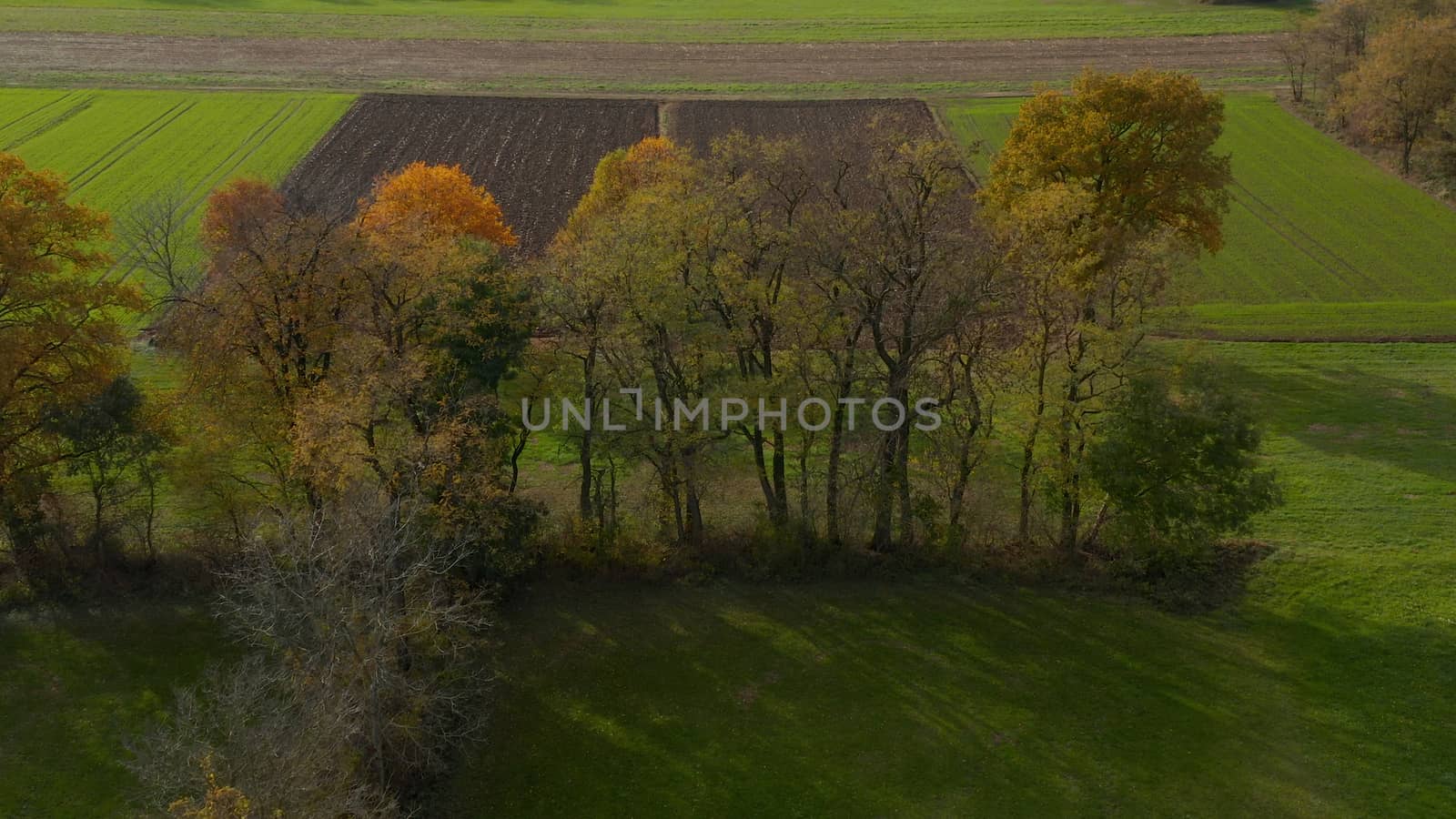 Aerial shot of trees in hedgerow, vibrant autumn foliage, dividing a meadow from a plowed field, typical central European landscape, Slovenia countryside