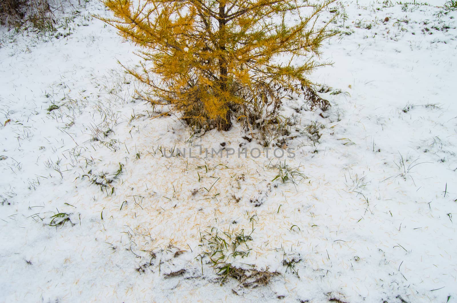 Texture, background, autumn bright yellow larch needles and green grass under the first winter snow.