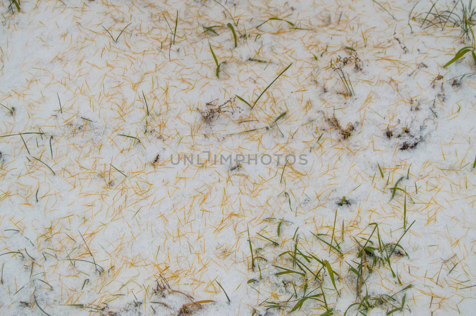 Texture, background, autumn bright yellow larch needles and green grass under the first winter snow.