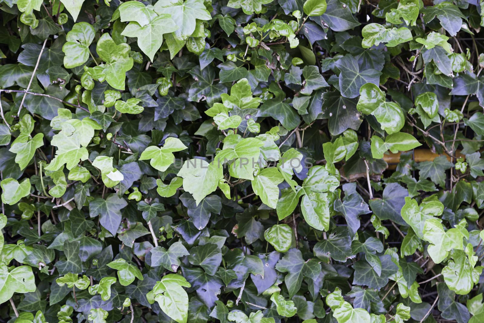 Background ivy on a wall, detail of a green plant on a wall in the city, wild fauna