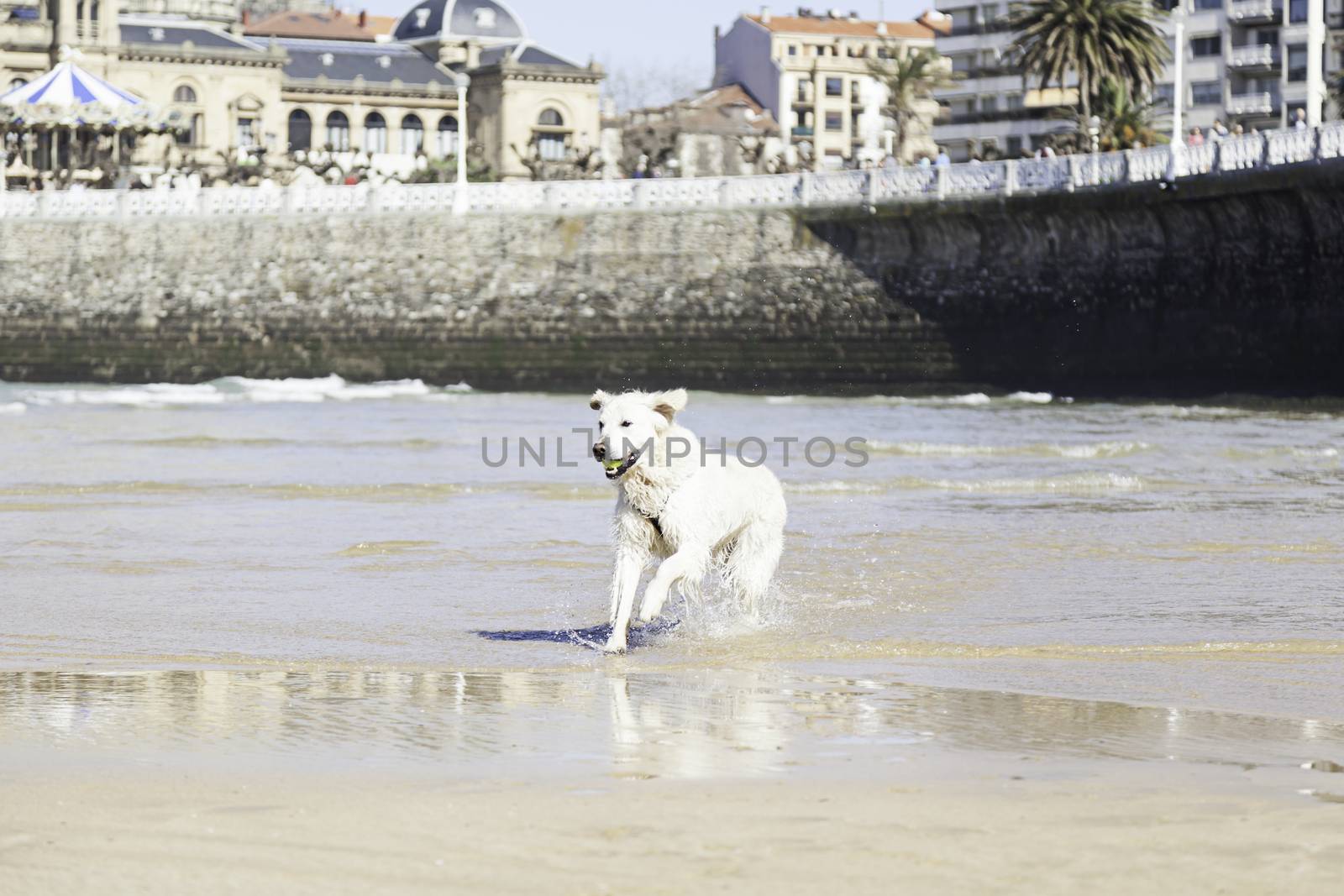 I dog playing on the beach, detail of a pet enjoying the sea, fun and games, animal and nature