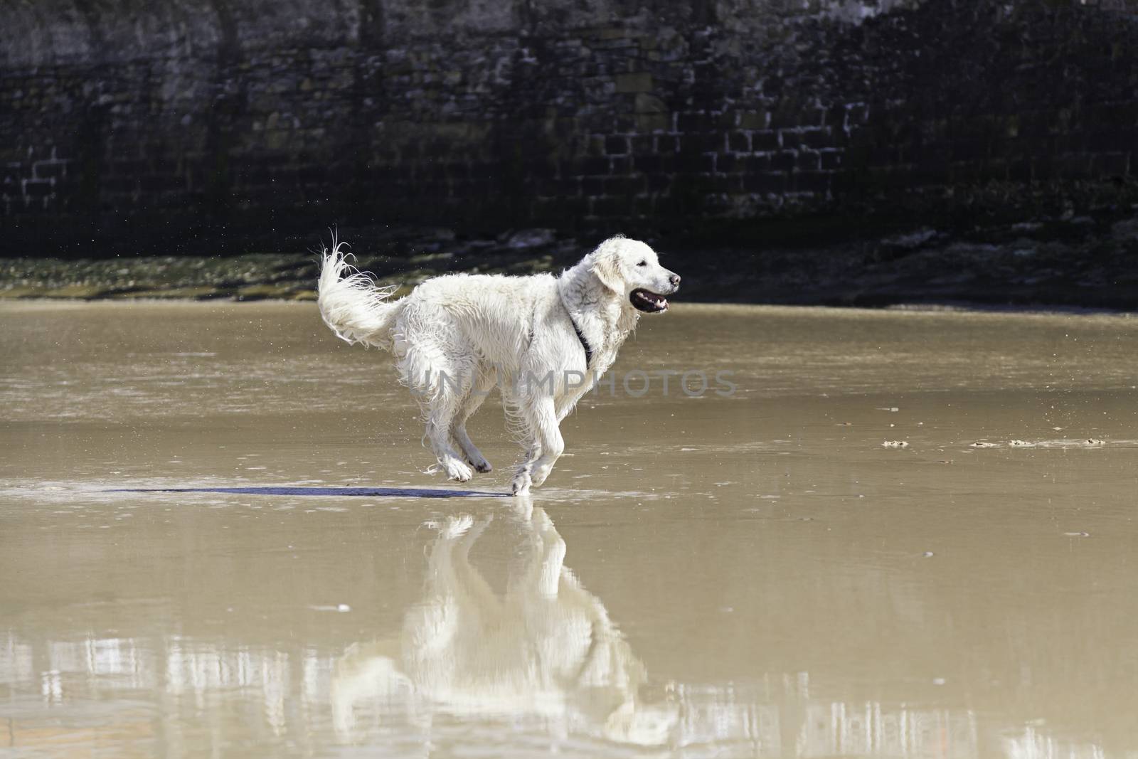 I dog playing on the beach, detail of a pet enjoying the sea, fun and games, animal and nature