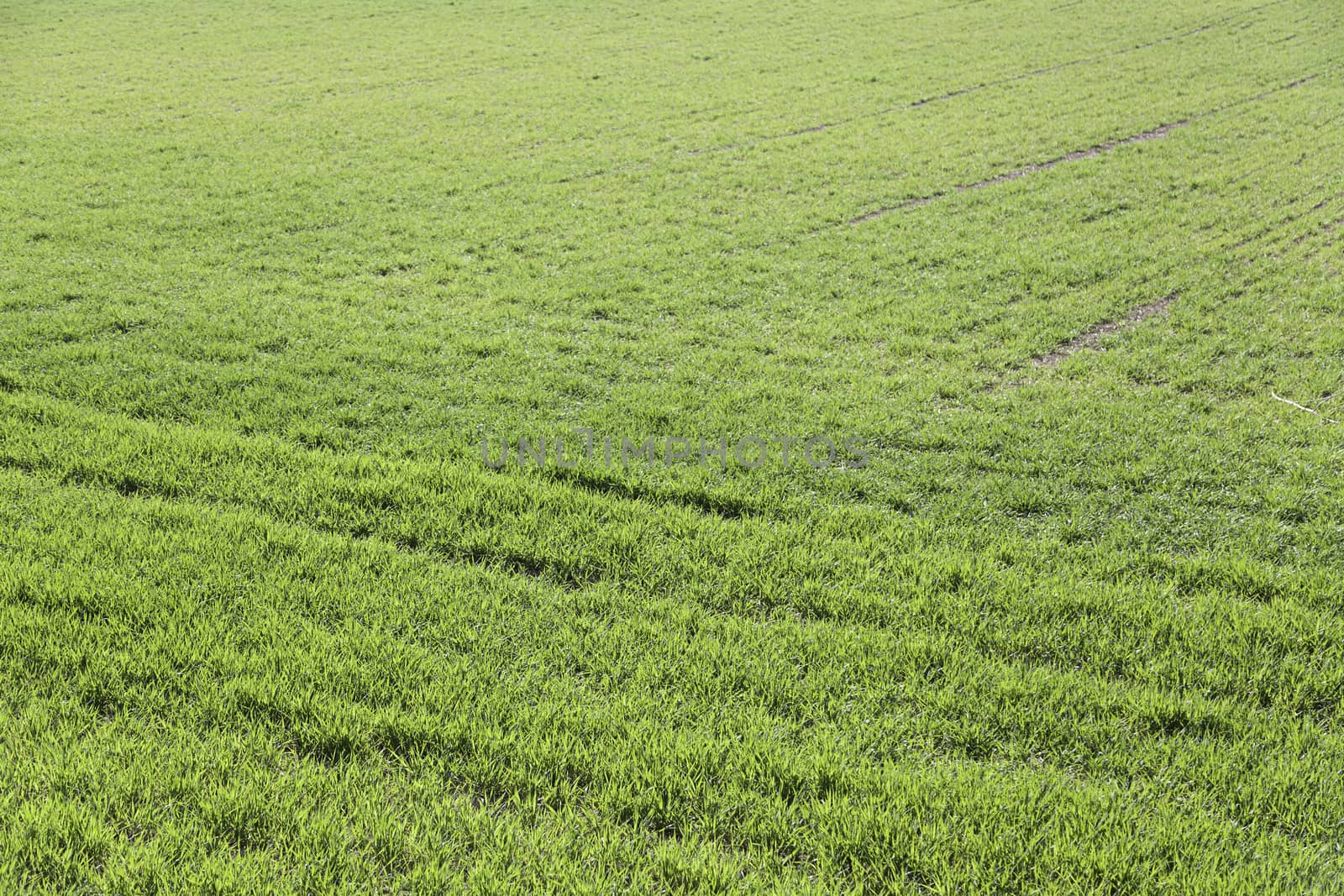 Grass background, detail of a textured background in a field outdoors, plants and nature