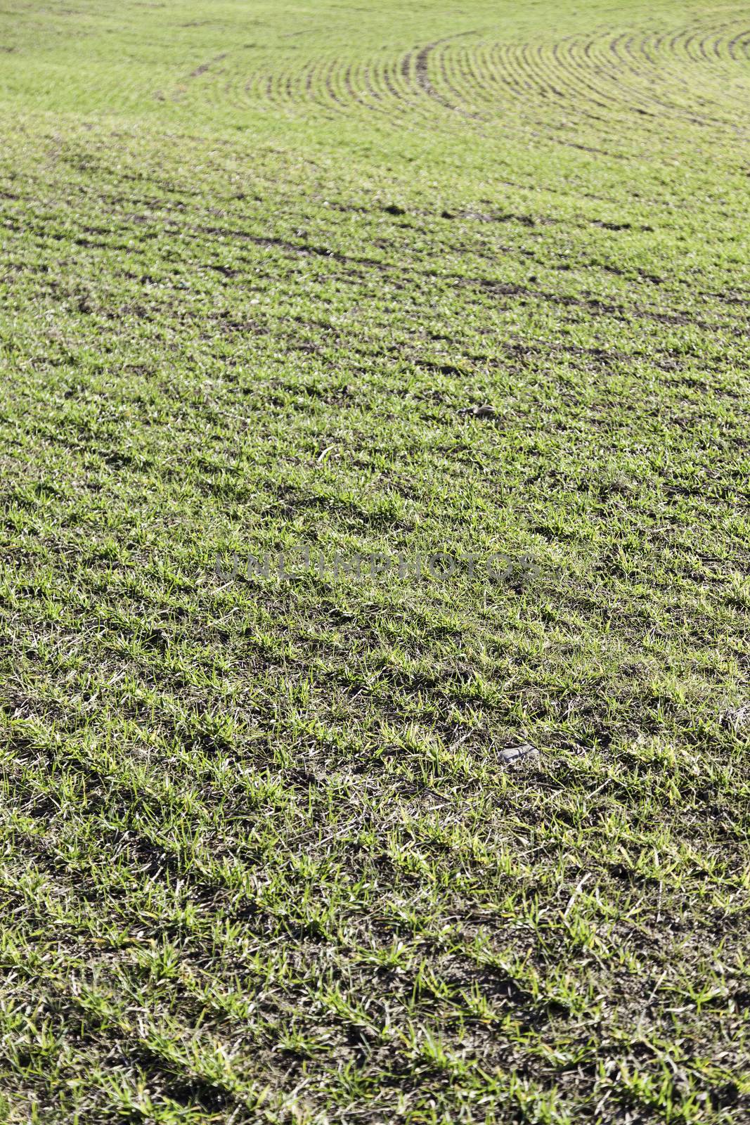 Grass in a field, detail of a field planted with grass, agriculture and nature