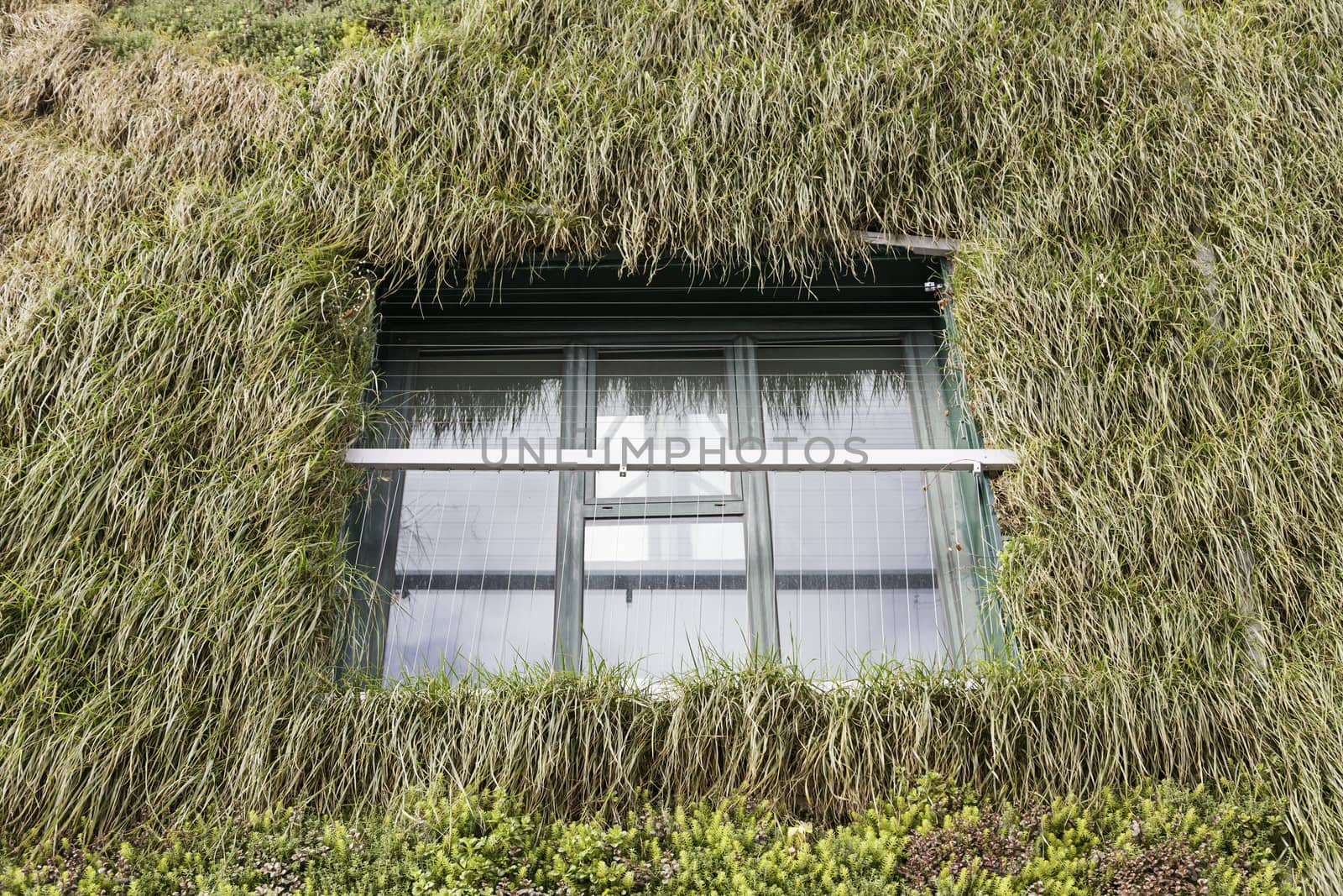 Facade with organic plants, detail of a wall covered with plants and flowers, nature and architecture