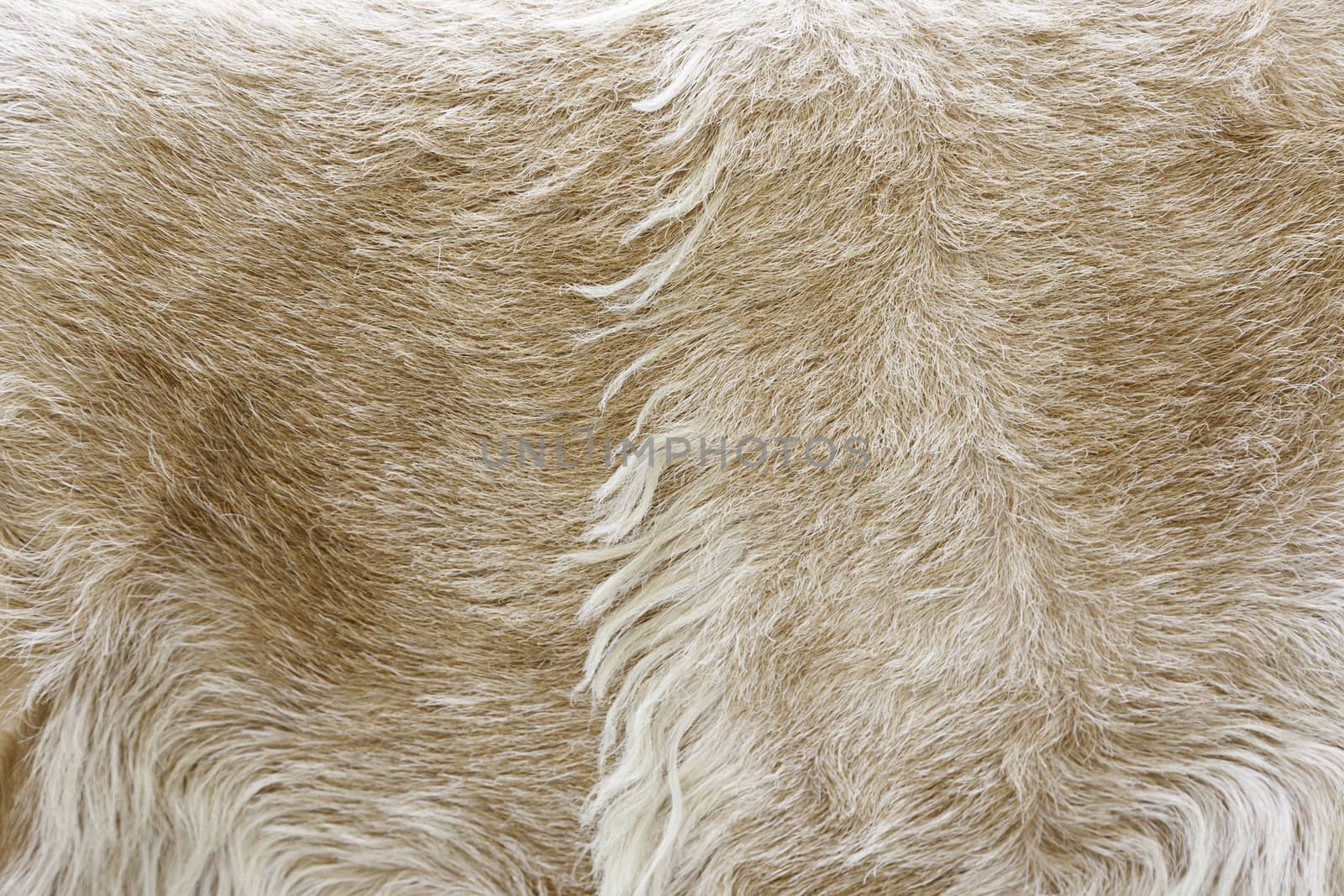 Animal skin with hair, background