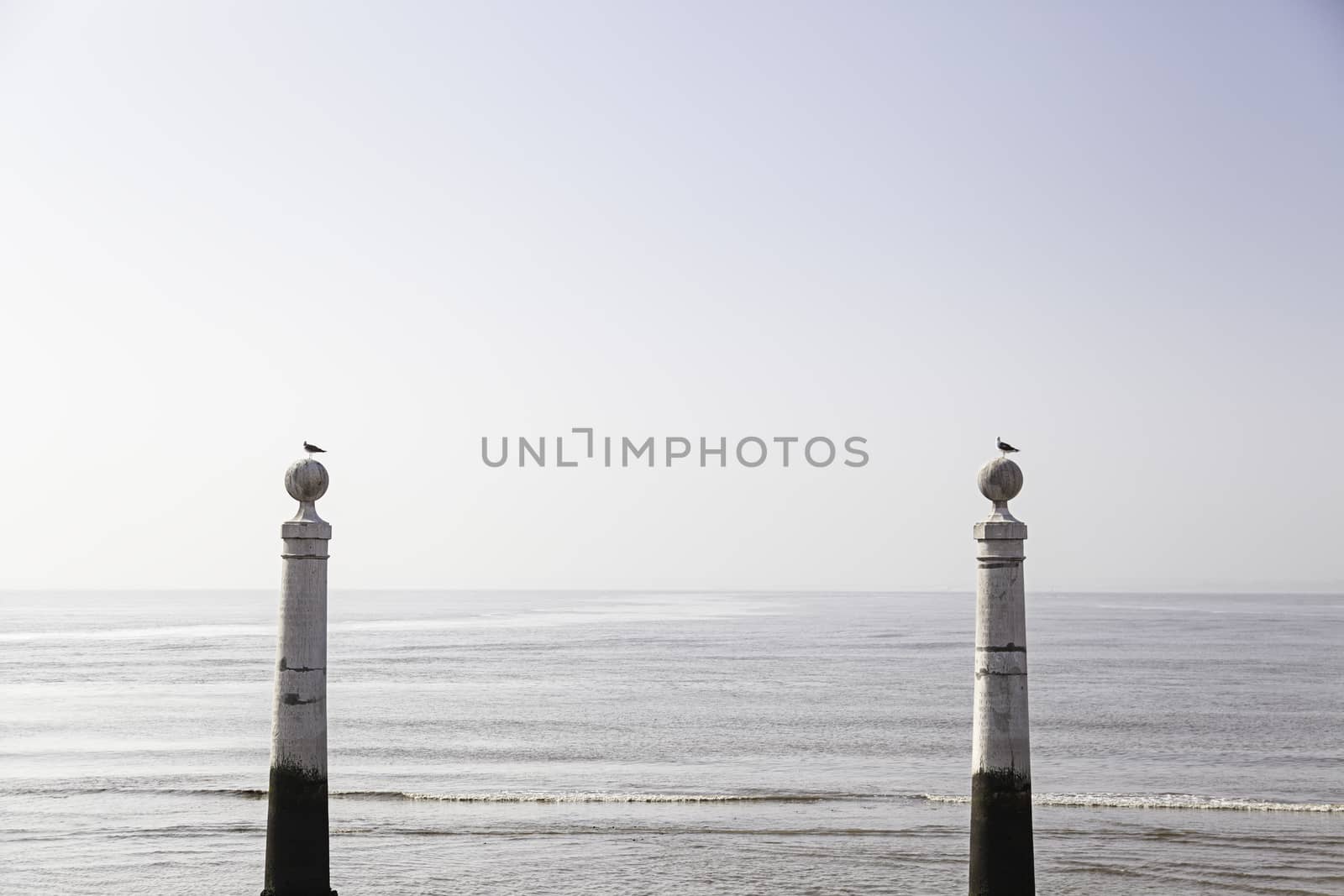 Seagull perched on a post in the sea by esebene