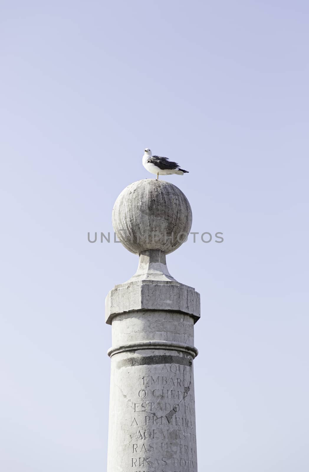 Seagull perched on a post in the sea, detail of a bird that lives in the sea, wild and free animal, beach