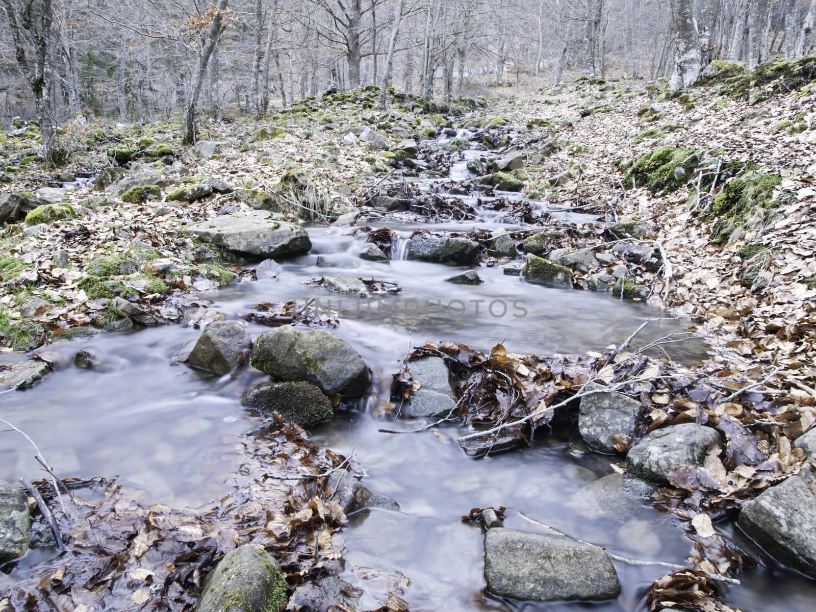 Stream in a forest spring, detail of a forest on a mountain, water and nature