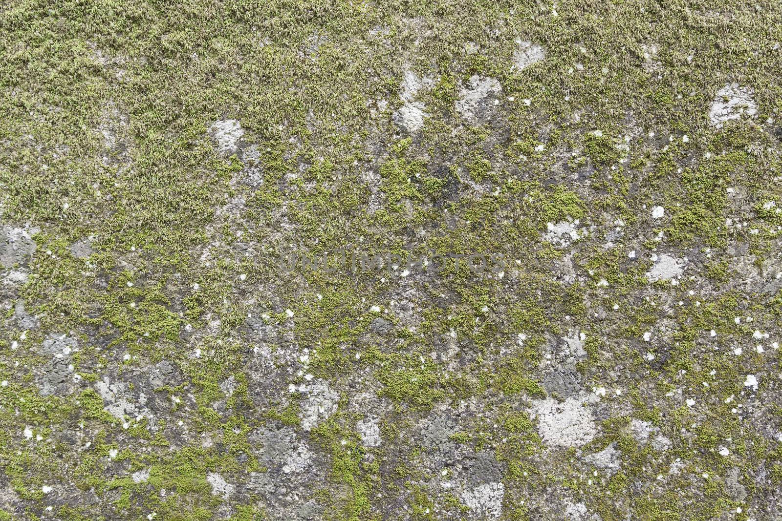 Wall full of green moss, detail of an old wall with vegetation in nature