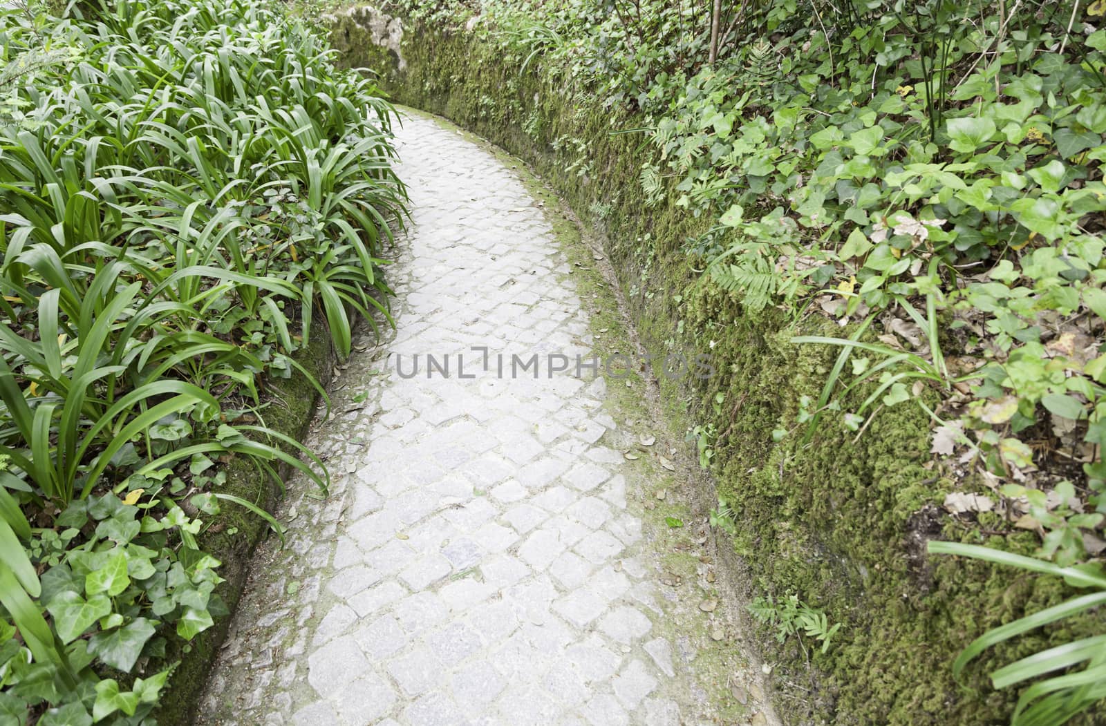 Stone path in a forest, detail of a walk in nature