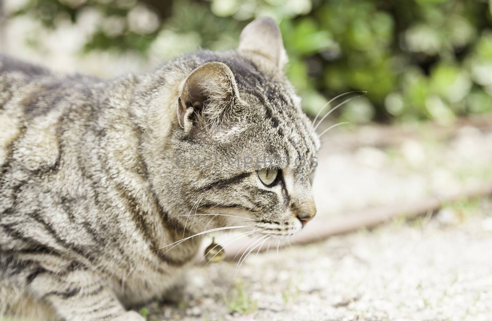 Cat resting on the street, detail mammal domesticated animal, feline quiet
