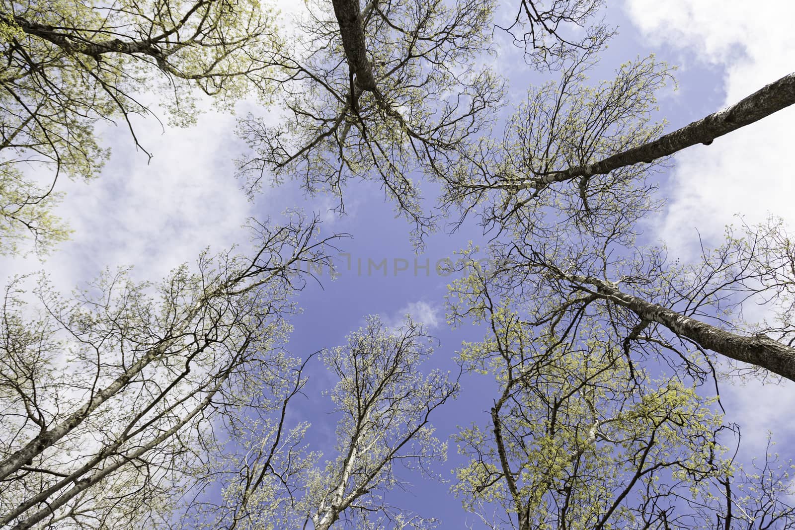 Trees and sky detail some trees in a forest, nature and wildlife