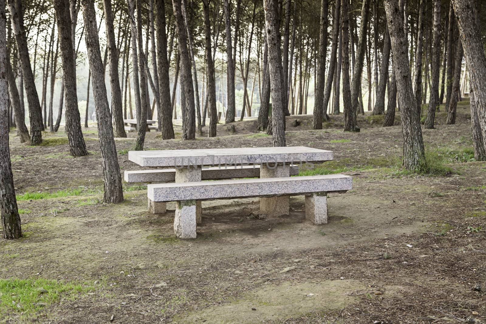 Stone seat in a forest by esebene