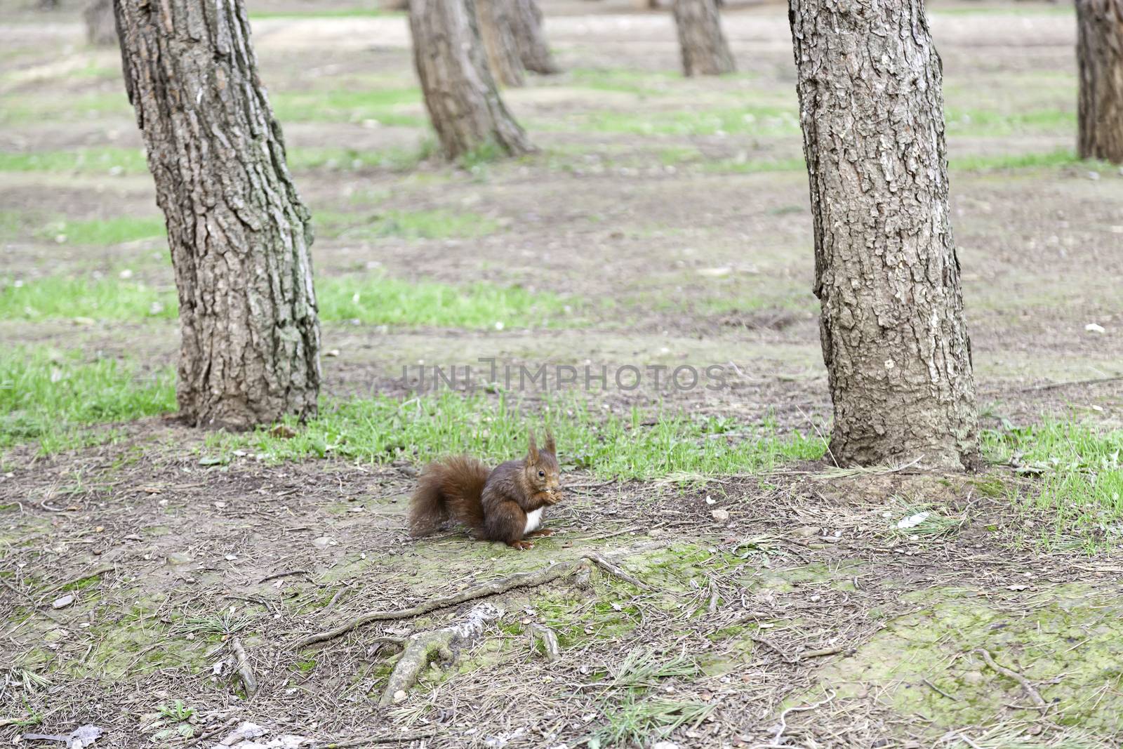 Wild squirrel eating nuts, detail of a wild animal in the forest, feeding on nuts