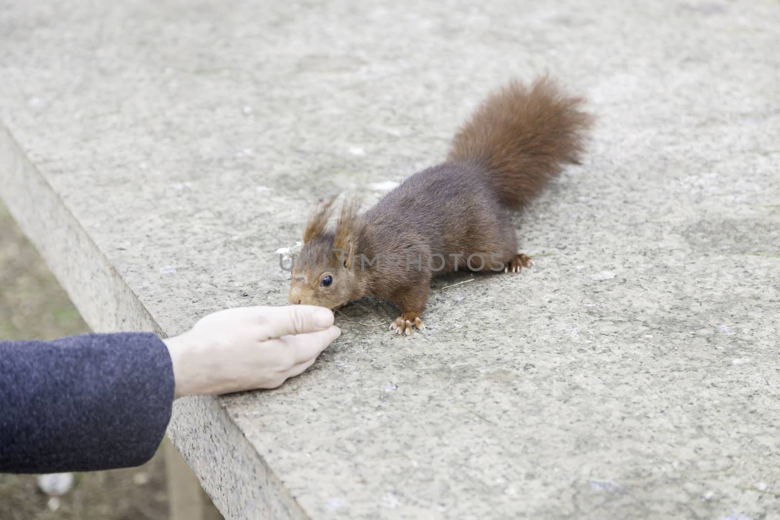 Feeding a squirrel, detail of a person feeding a wild squirrel nut