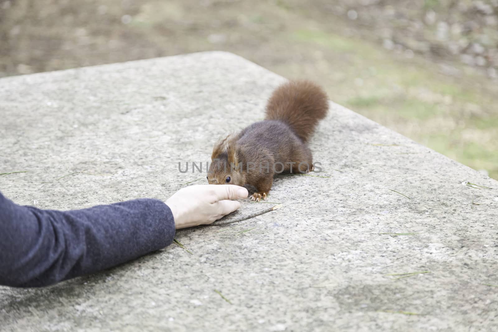 Feeding a squirrel, detail of a person feeding a wild squirrel nut