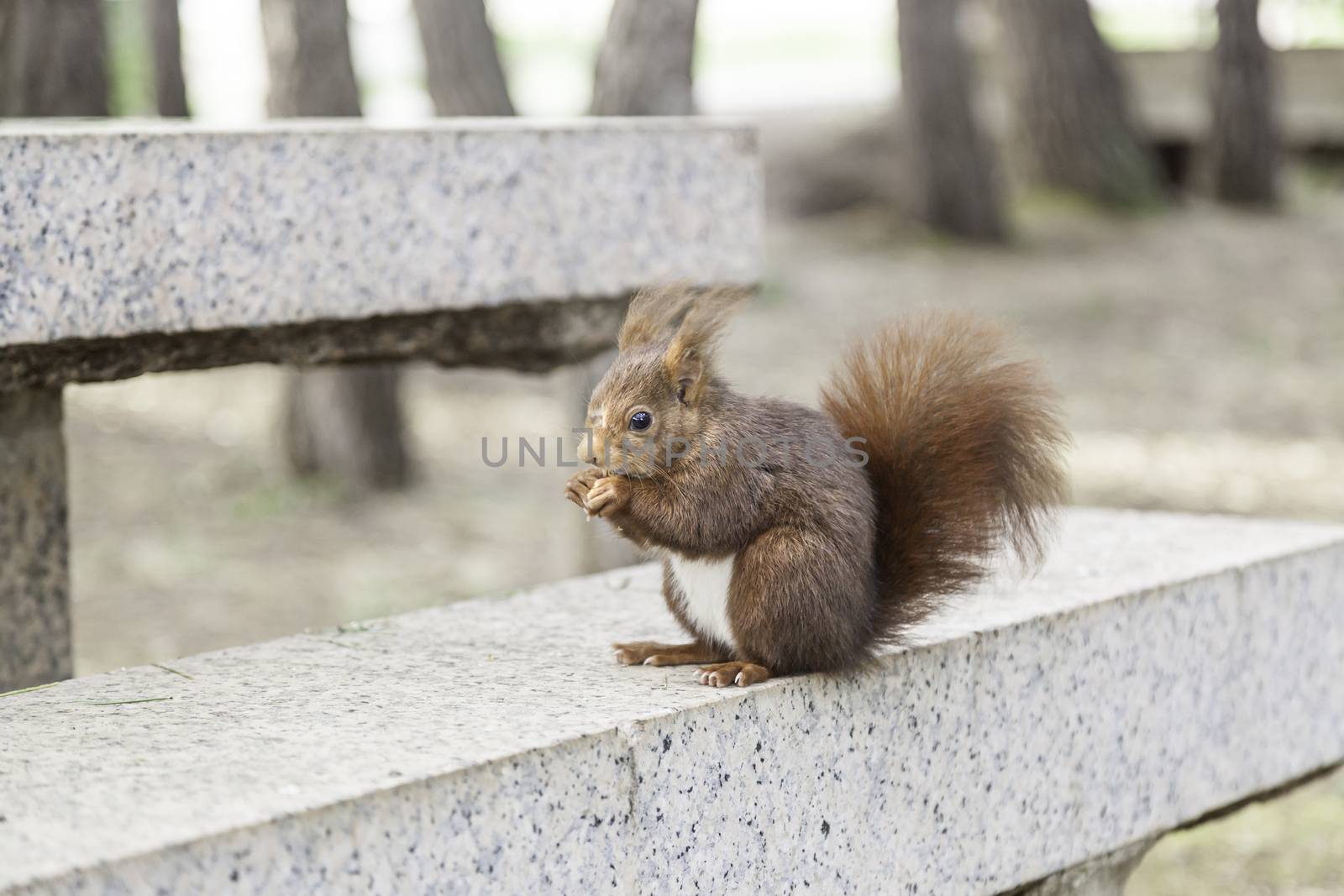 Wild squirrel eating nuts, detail of a wild animal in the forest, feeding on nuts