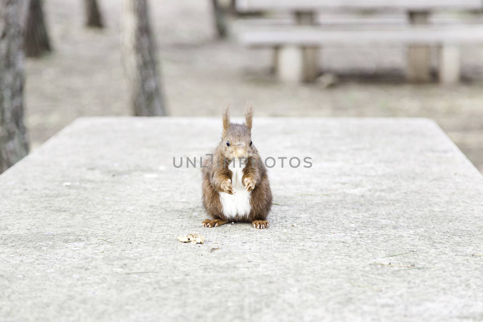 Wild squirrel eating nuts, detail of a wild animal in the forest, feeding on nuts