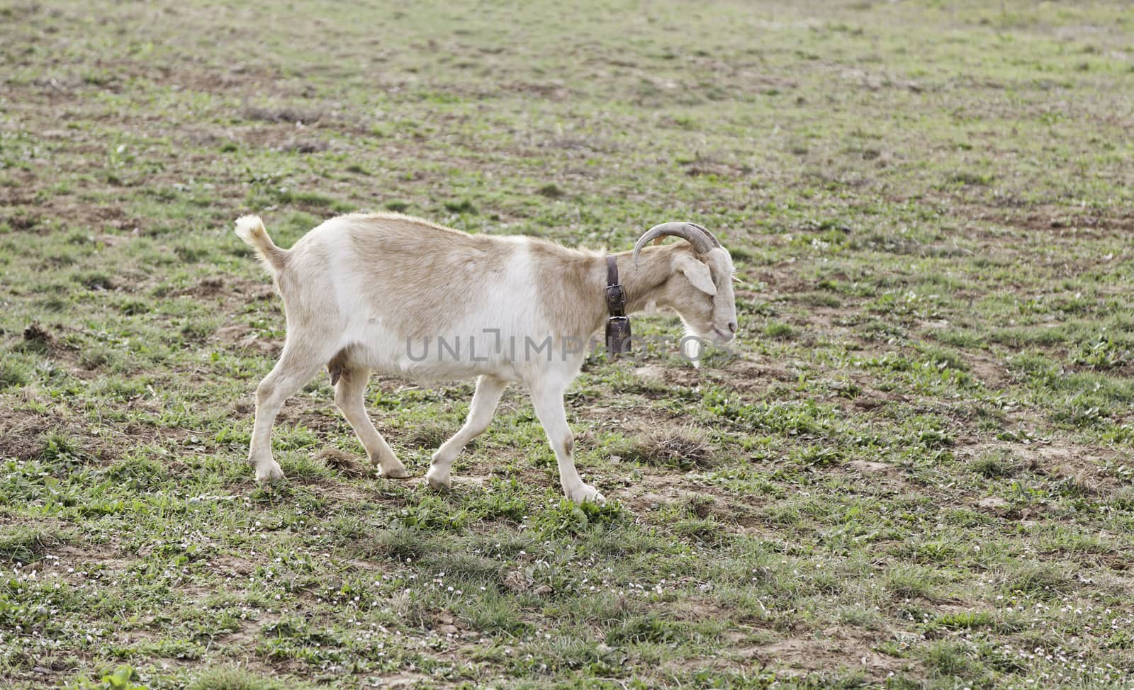 Goats free by esebene