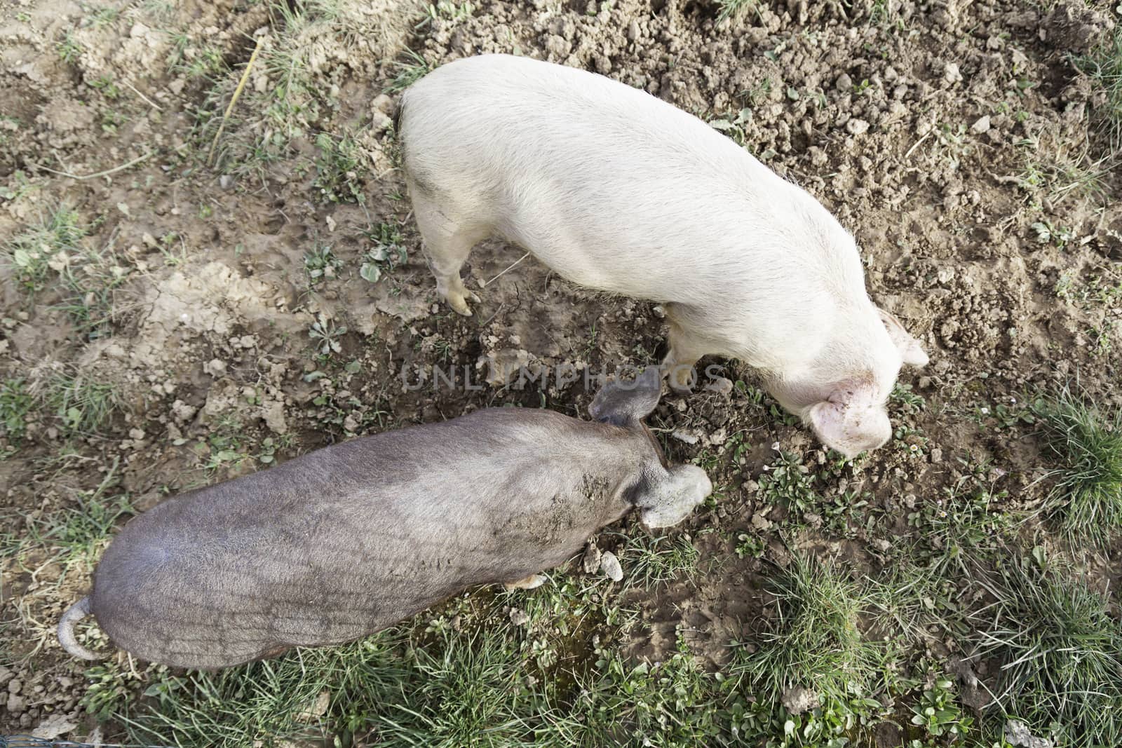 Two pigs on a farm by esebene