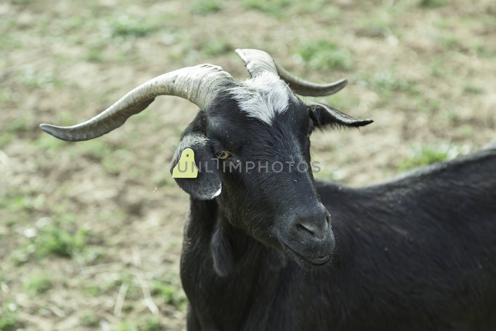 Wild goat with horns, detail of an adult dairy goat, animal wild mammal