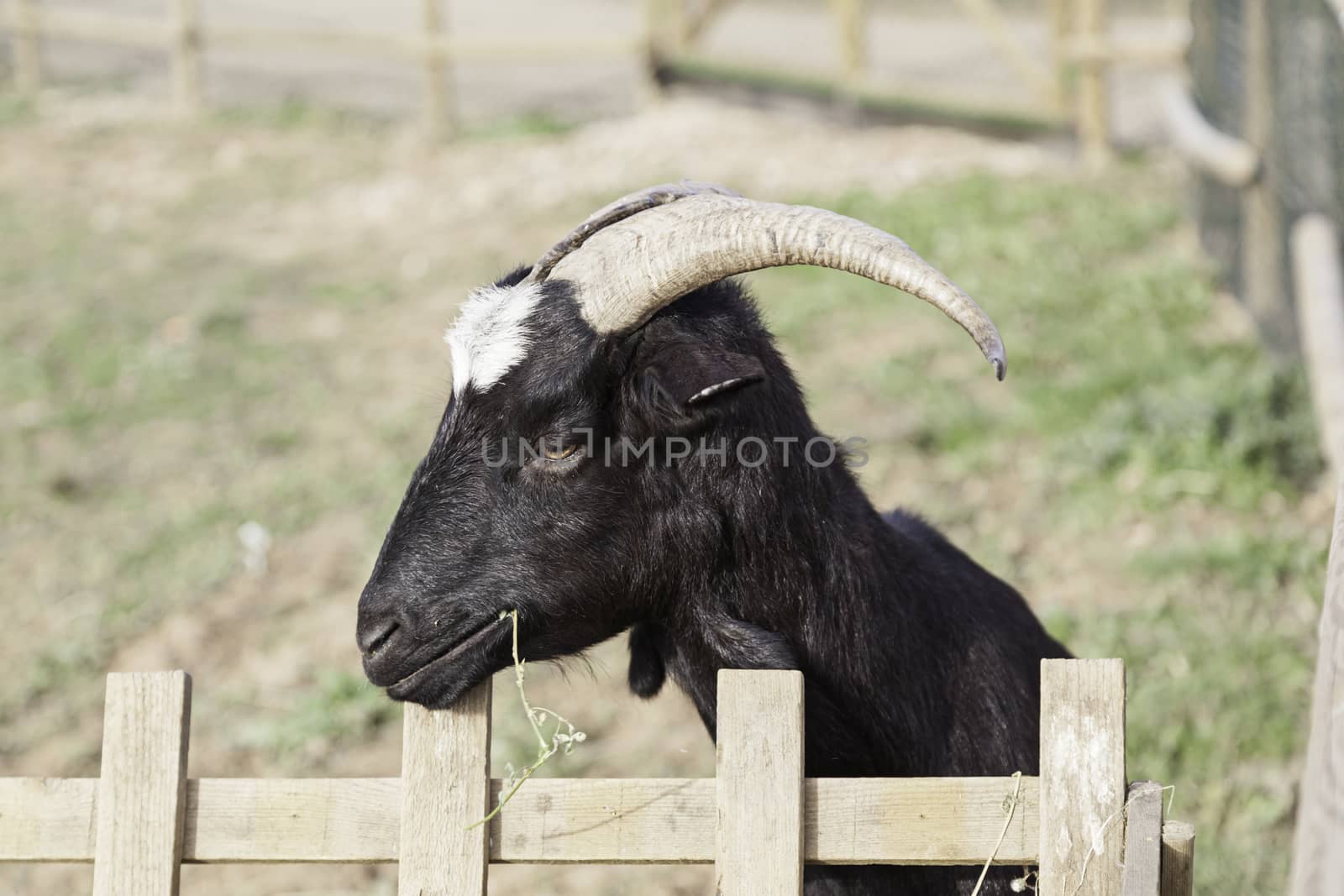 Wild goat with horns by esebene