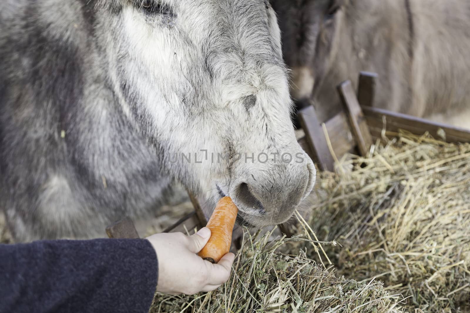 Donkeys eating mammals detail on a farm feeding, pets