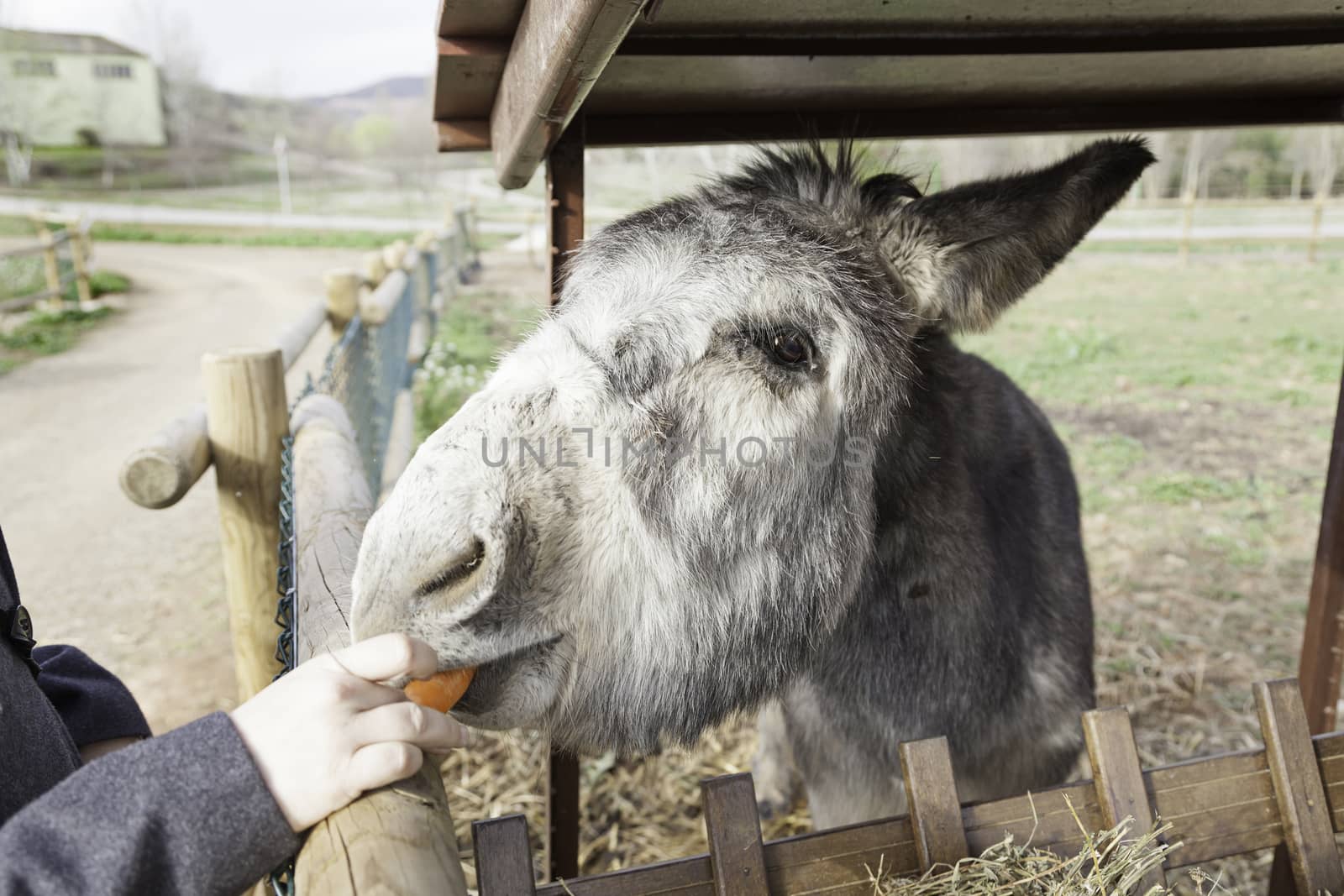 Donkeys eating mammals detail on a farm feeding, pets