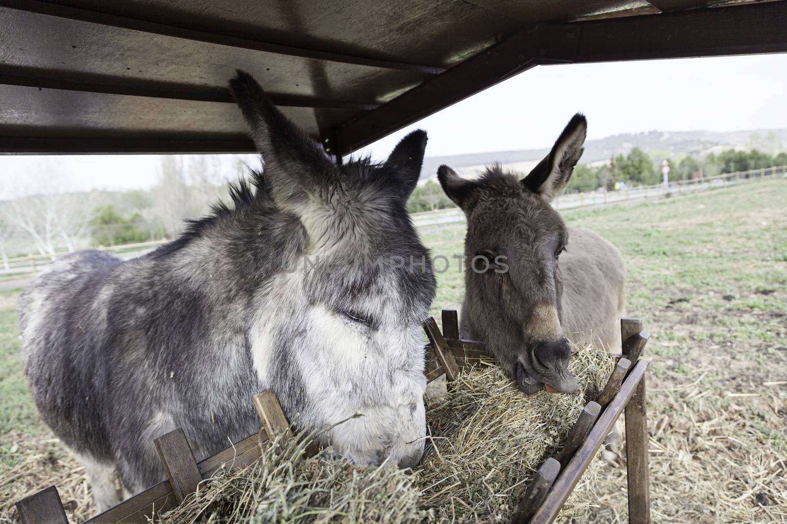 Donkeys eating mammals detail on a farm feeding, pets