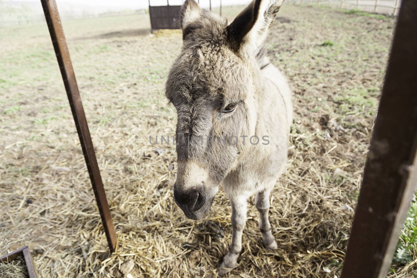 Donkey on a farm, detail of a mammal in captivity on a farm, domestic animals