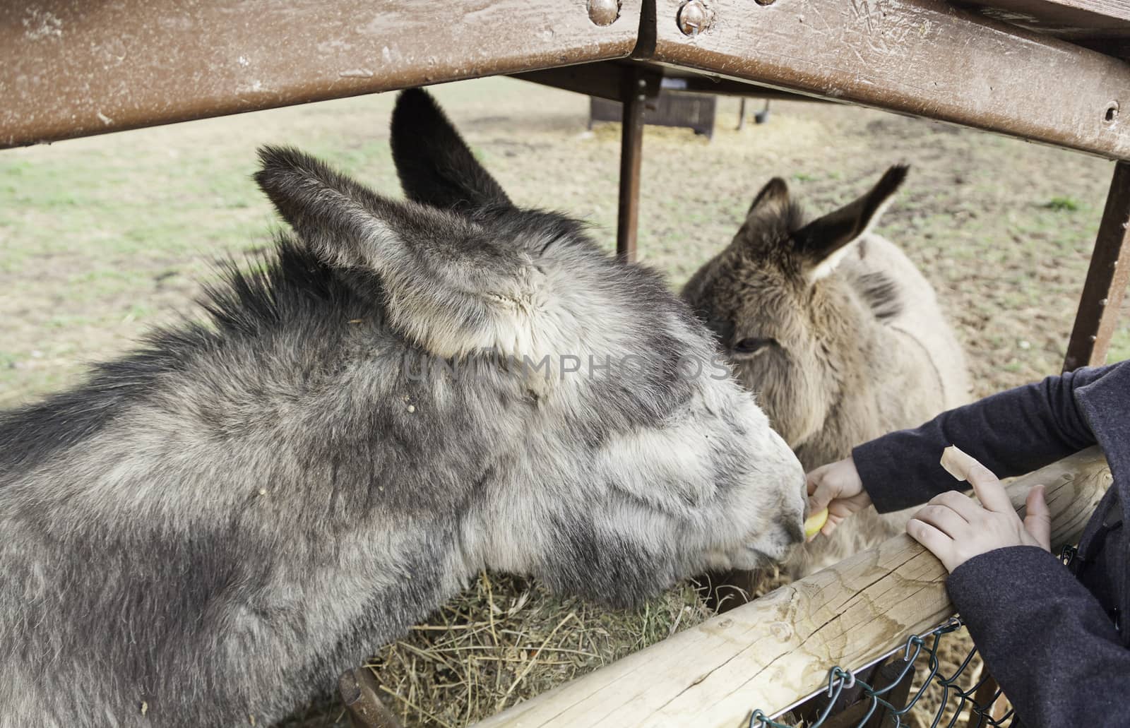 Donkeys eating by esebene
