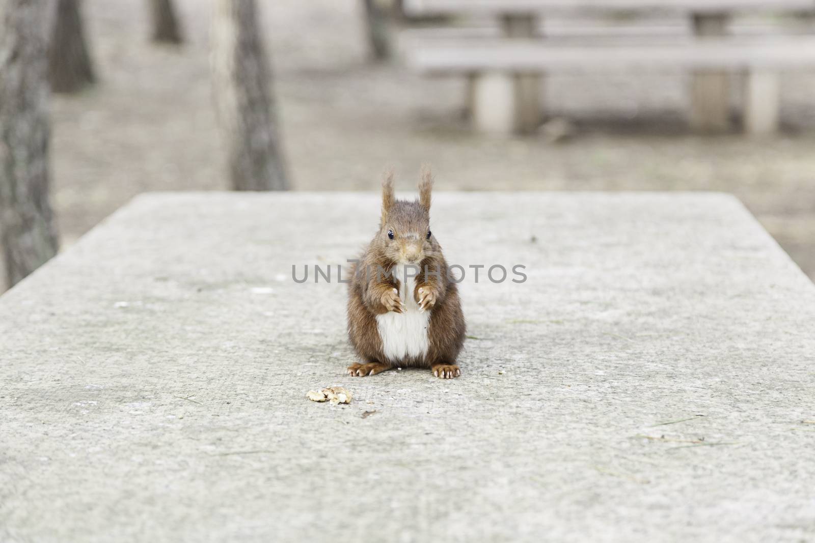 Wild squirrel eating nuts, detail of a wild animal in the forest, feeding on nuts