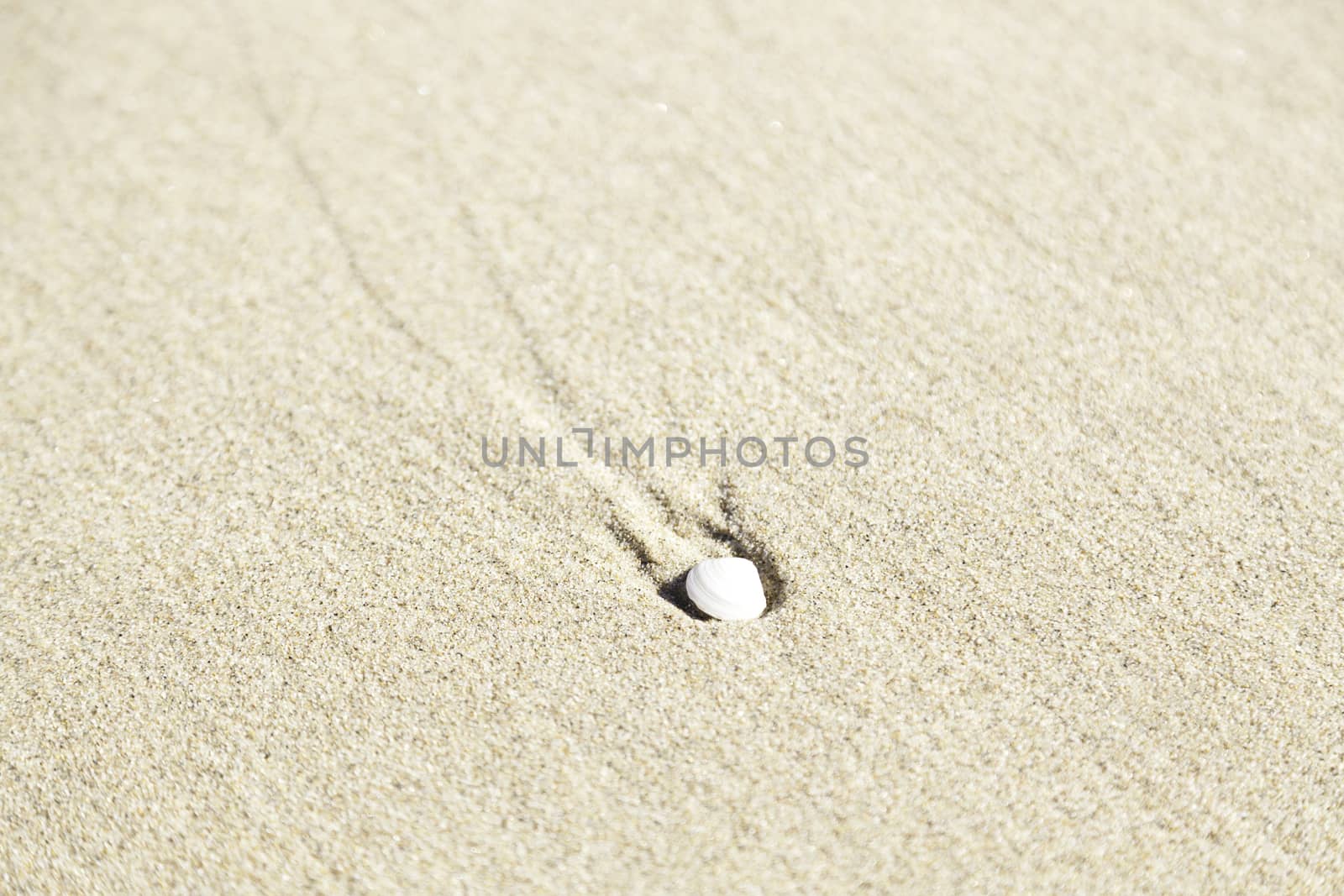 Seashell on the sandy beach, detail of an animal in the sand of a beach