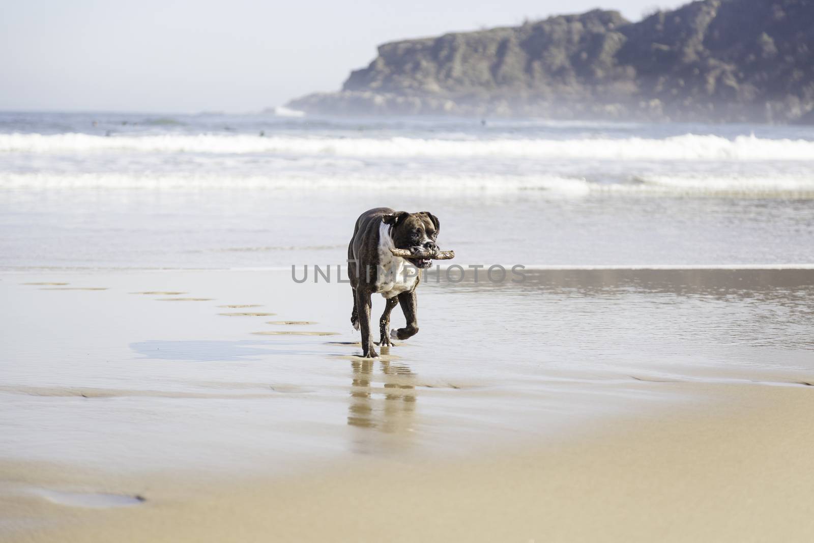 Dog running on the beach, detail of an animal having fun in the sea water