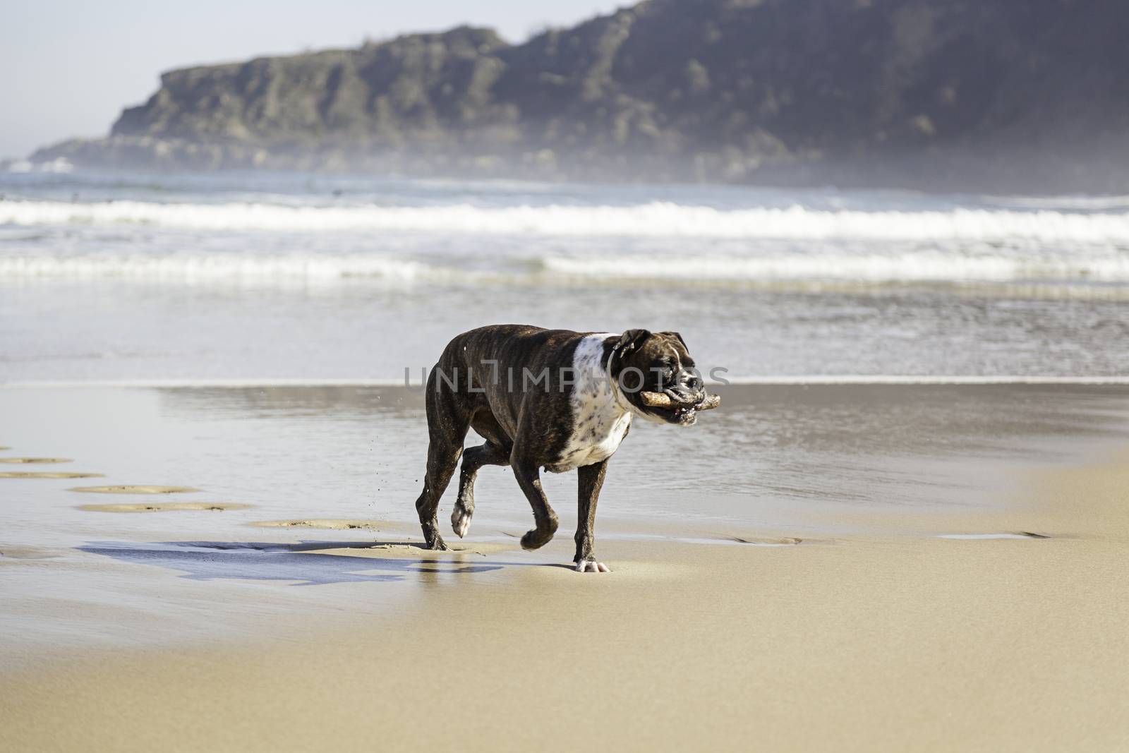 Dog running on the beach, detail of an animal having fun in the sea water