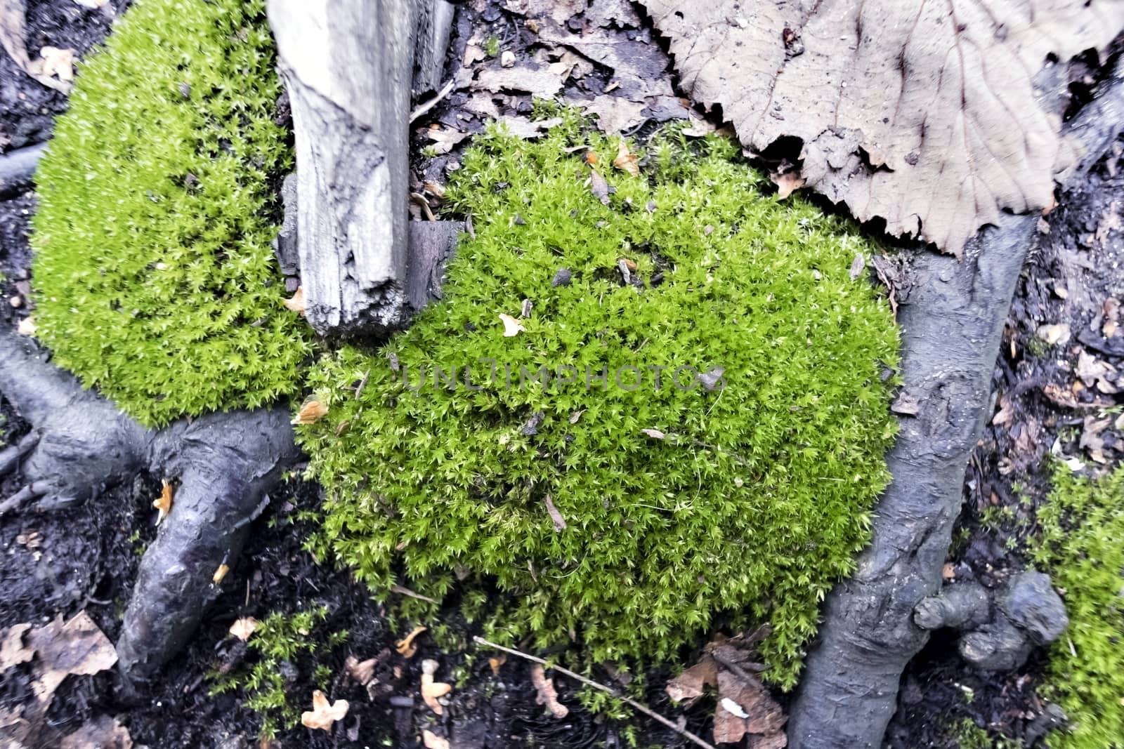 bright green moss in the forest at tree roots