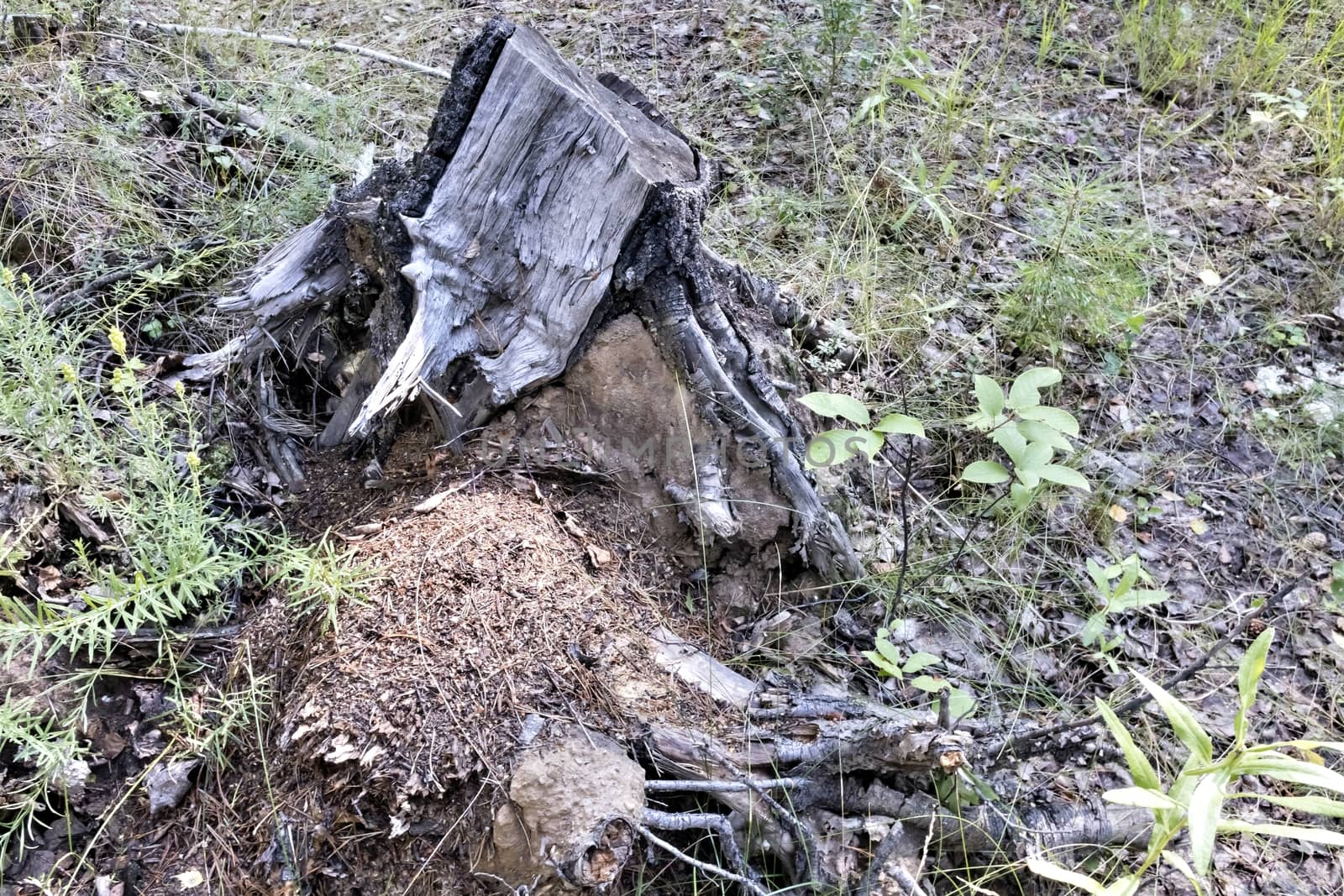 old split stump in the forest among the grass