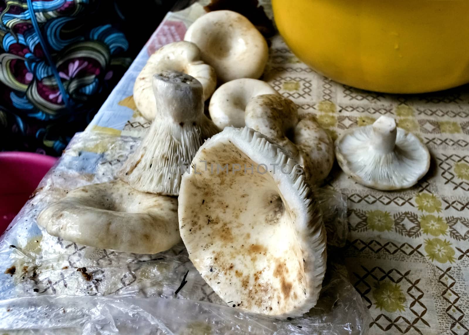 washed forest mushrooms on the table prepared for salting