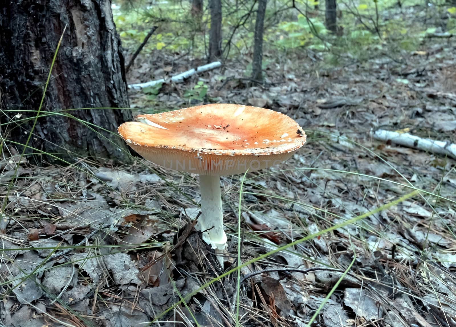 red mushroom with the Latin name Amanita muscaria grew up in the forest under a tree, bottom view