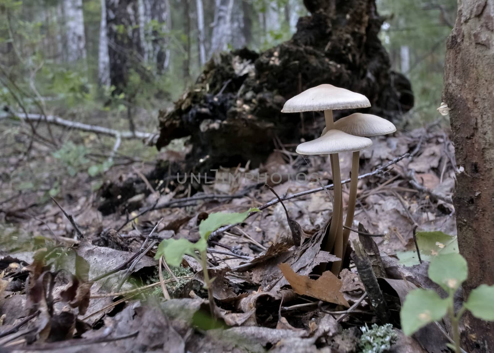 several young mushrooms grow near the roots of the tree