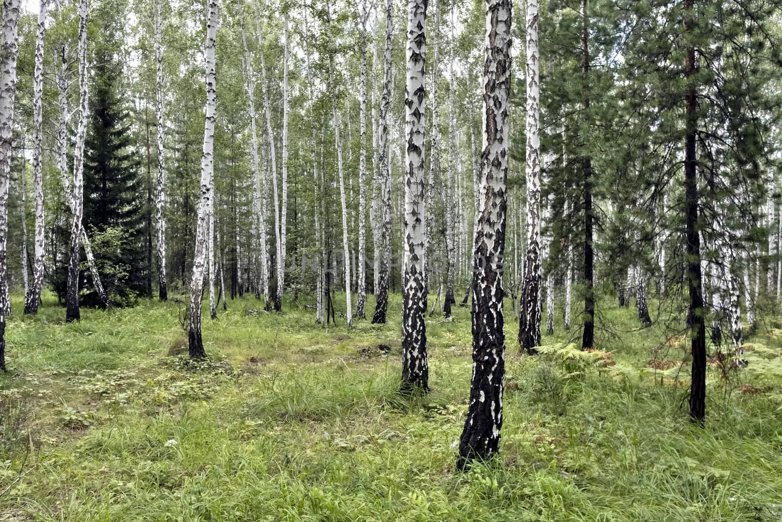 birch and pine forest in summer in Sunny weather, southern Urals