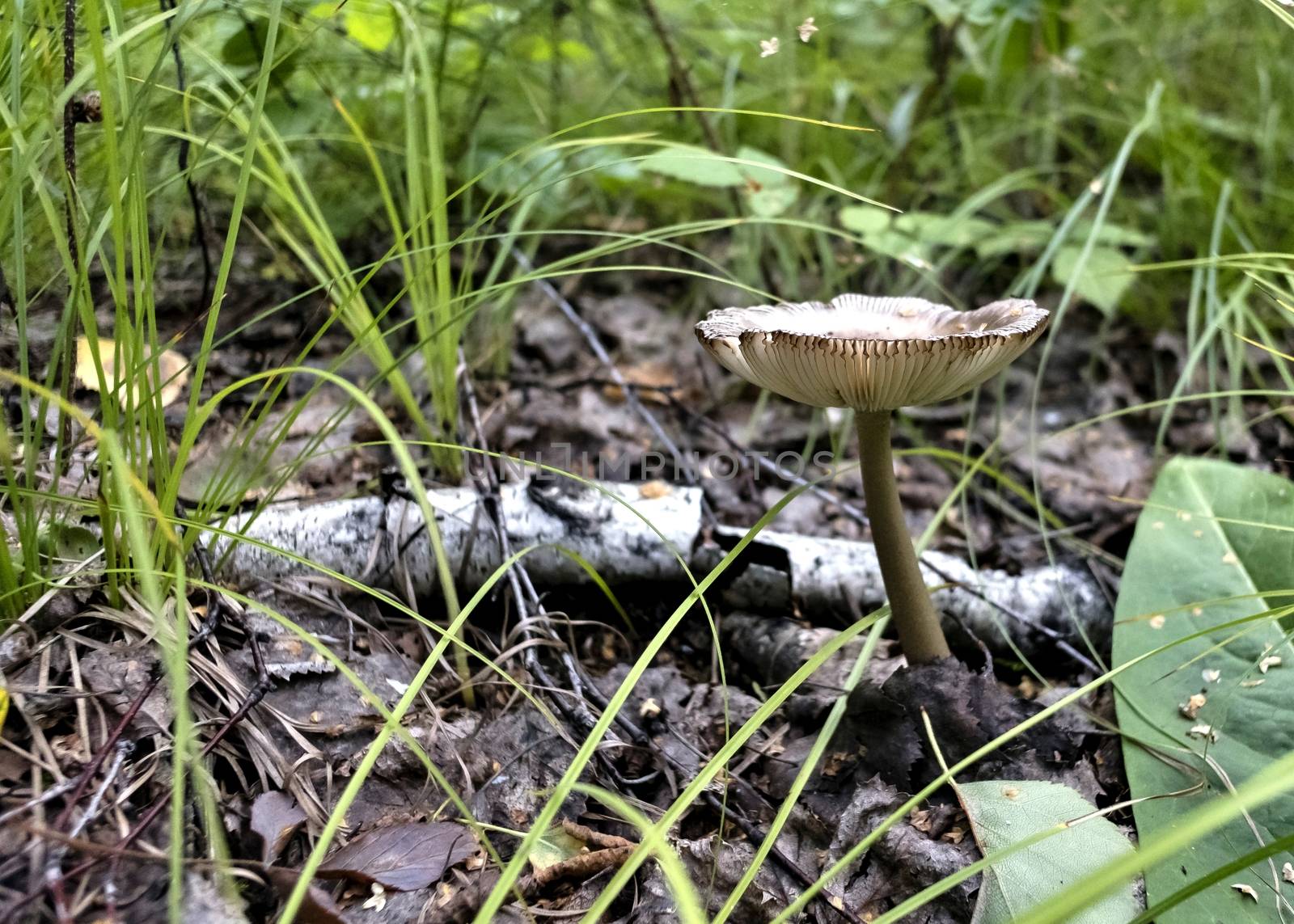 young mushroom grow near the roots of the tree