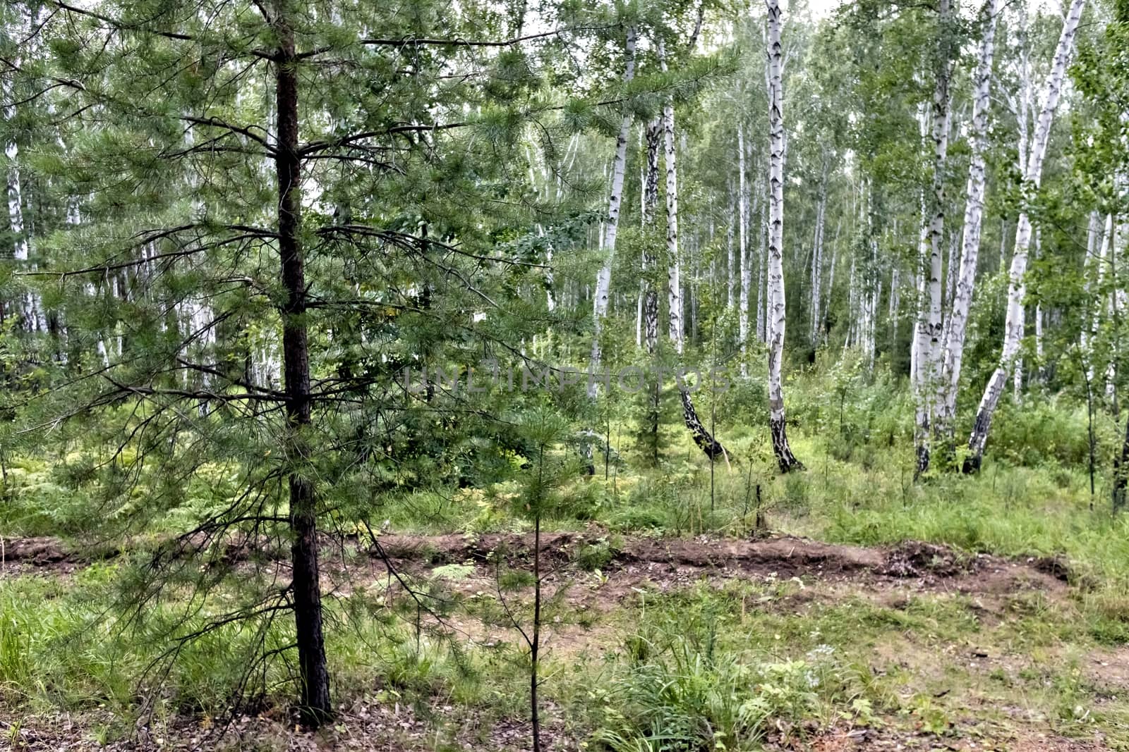 birch and pine forest in summer in Sunny weather, southern Urals