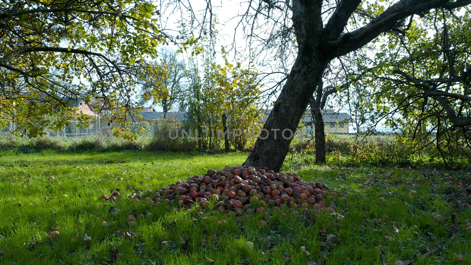Pile of apples beneath an apple tree in an orchard by asafaric