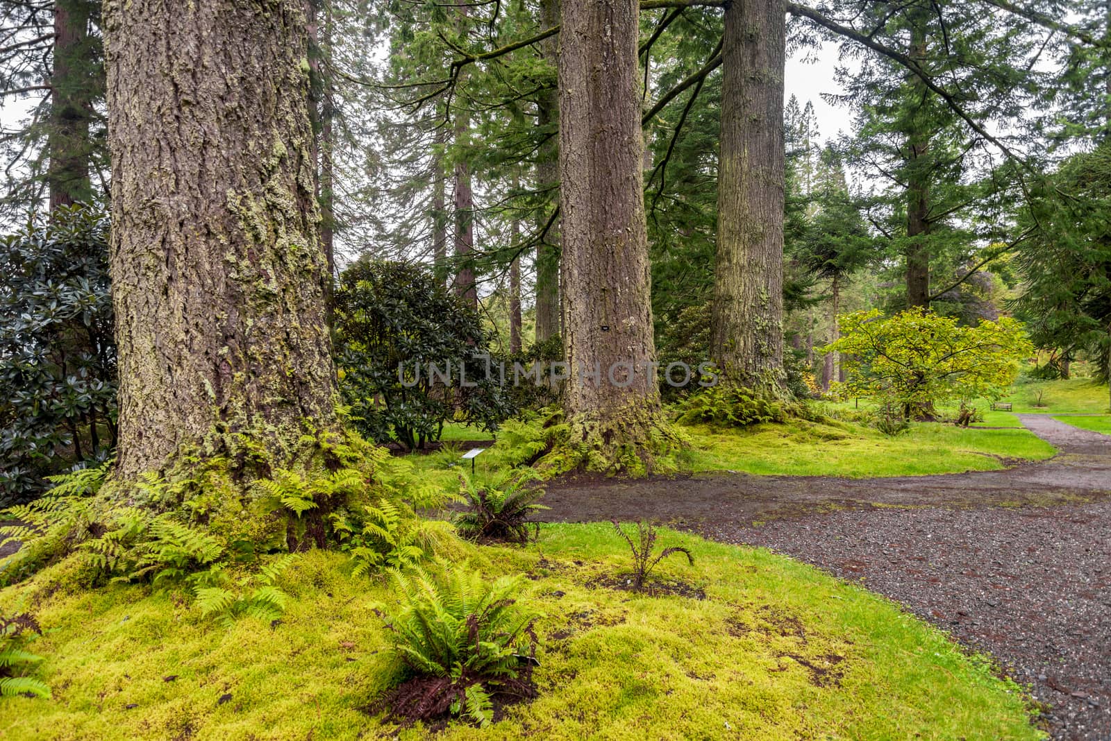 Redwood avenue at the entrance to Benmore Botanic Garden, Loch Lomond and the Trossachs National Park, Scotland