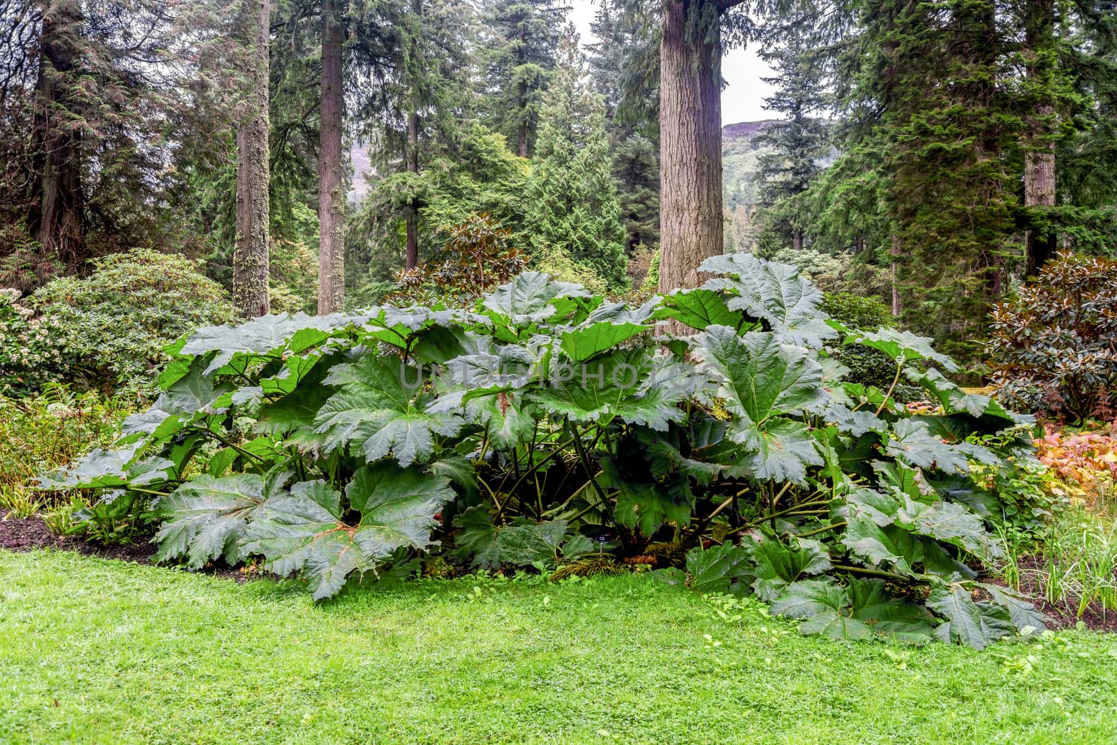 Large leaves of Gunnera Manicata in Benmore Botanic Garden, Loch Lomond and the Trossachs National Park, Scotland