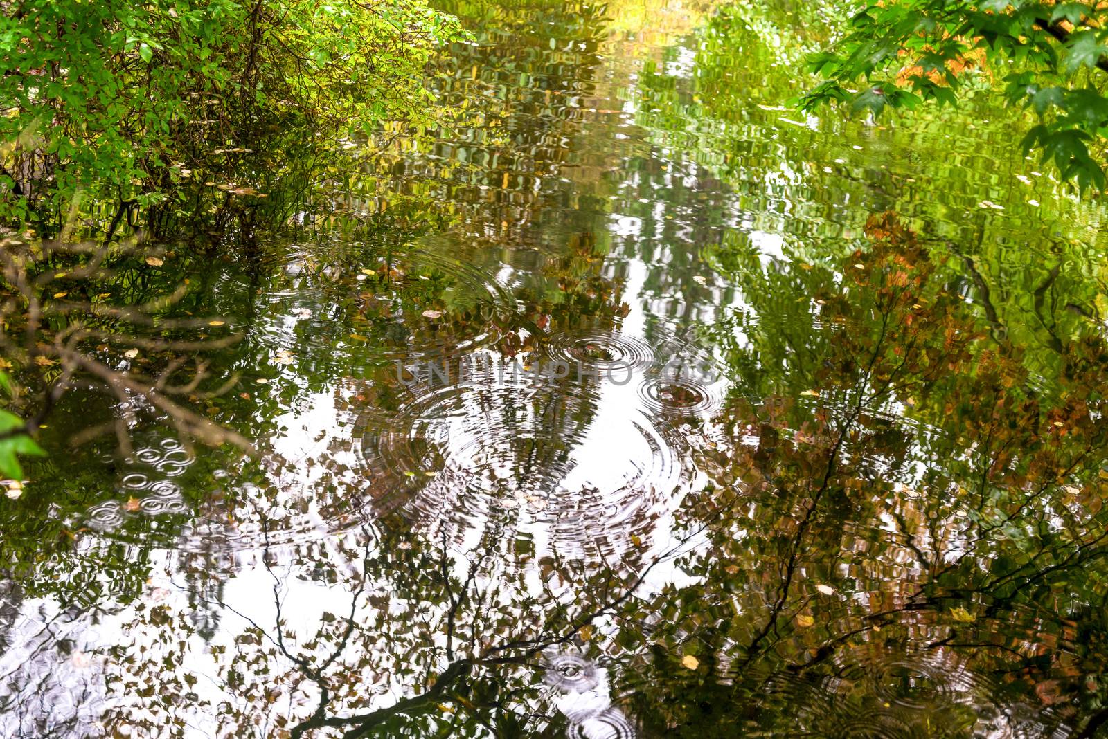 Colours of autumn in water reflection at Benmore Botanic Garden, Loch Lomond and the Trossachs National Park, Scotland